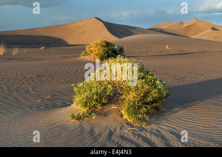 Sand Dunes along the Amargosa Desert at sunset. Located in Nye County in western Nevada, United States. Stock Photo