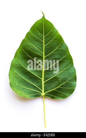 Texture Bodhi or Sacred fig leaf on white background. Stock Photo