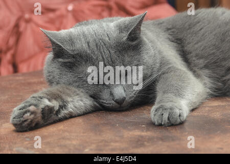 Grey cat sleeping on old brown table Stock Photo