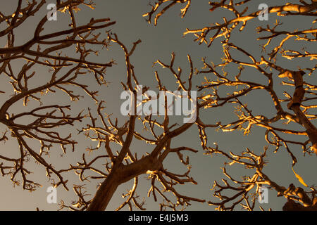 A dead tree shot from below with branches pointing upwards Stock Photo