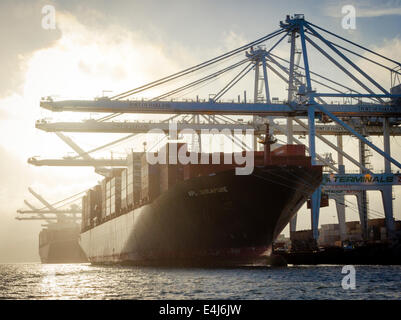 Dockside gantry cranes unloading intermodal cargo containers from two container ships docked at the Port of Oakland Stock Photo