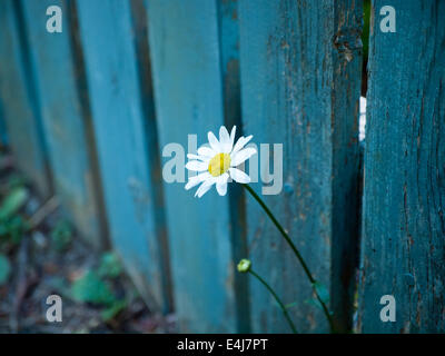 A single, white daisy pokes out through a teal-blue, wooden fence. Victoria, British Columbia, Canada. Stock Photo