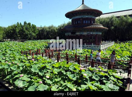 Shijiazhuang, China's Hebei Province. 13th July, 2014. Tourists view lotus flowers in Xianghe County, north China's Hebei Province, July 13, 2014. © Li Xiaoguo/Xinhua/Alamy Live News Stock Photo