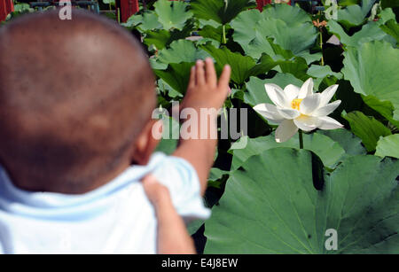 Shijiazhuang, China's Hebei Province. 13th July, 2014. A baby looks at lotus flowers in Xianghe County, north China's Hebei Province, July 13, 2014. © Li Xiaoguo/Xinhua/Alamy Live News Stock Photo