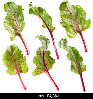 fresh leaf beet root isolated on white background. Clipping Path Stock Photo