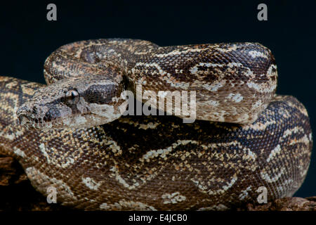 Argentine Boa Constrictor (Boa Constrictor Occidentalis Stock Photo - Alamy