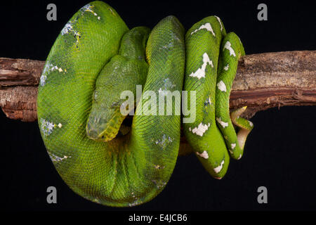 Emerald tree boa / Corallus caninus Stock Photo