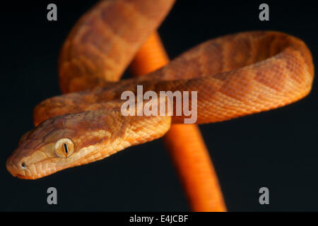 Jamaican boa hi-res stock photography and images - Alamy