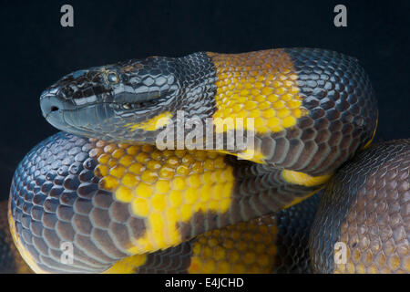 Bismarck ringed python / Botrochilus boa Stock Photo