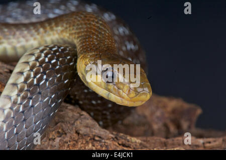 Aesculapian snake / Zamenis longissimus Stock Photo