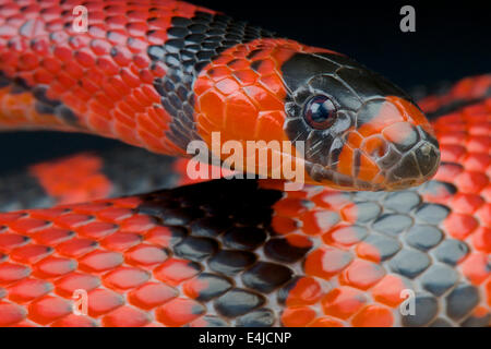 Honduran milk snake / Lampropeltis triangulum hondurensis Stock Photo