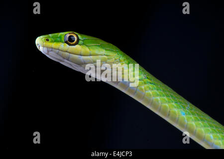 Green grass snake / Opheodrys aestivus Stock Photo