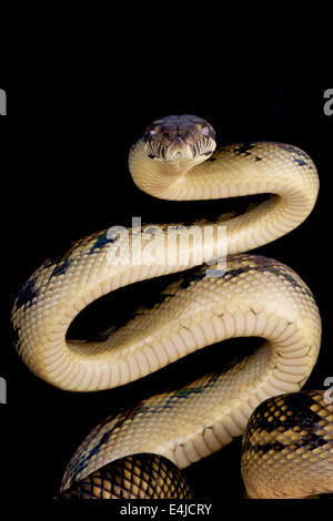 Scrub python / Morelia amethistina Stock Photo