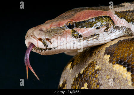 Indian python / Python molurus Stock Photo