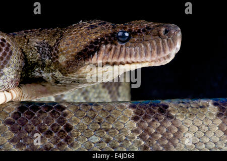 Madagascar tree boa / Sanzinia madagascariensis, Stock Photo