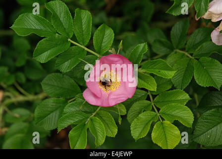 Rosa rugosa , variety  FRU DAGMAR HASTRUP with bee Stock Photo