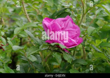 Rosa rugosa - ROSERAIE DE L'HAY Stock Photo