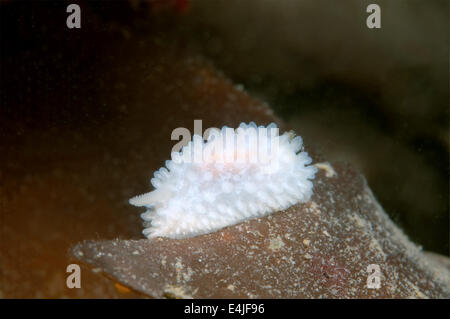 Nudibranch or Sea Slug  ( Onchidoris macropompa ) Sea of Japan, Rudnaya Pristan, Far East, Primorsky Krai, Russia Stock Photo
