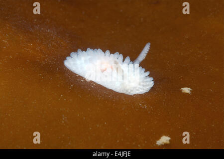 Nudibranch or Sea Slug  ( Onchidoris macropompa ) Sea of Japan, Rudnaya Pristan, Far East, Primorsky Krai, Russia Stock Photo