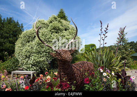 Wickerwork, plaited or woven twigs or osiers Deer Statue at award-winning superb gardens at Ness, Wirral Peninsula overlooking the Dee Estuary, UK Stock Photo