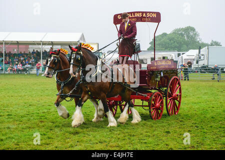 Heavy horses and cart at the Kent County Show, 2014 Stock Photo