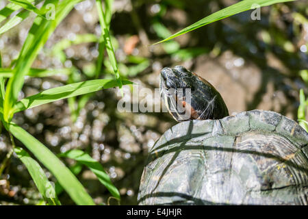 Pond Turtle Close Up Stock Photo
