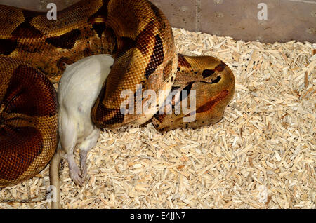 Thumbnail for Frozen Thawed Small Mammal Feeding For Boa Constrictors