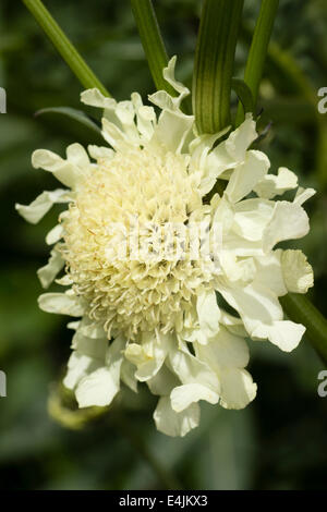 Single flower of the giant scabious, Cephalaria gigantea Stock Photo