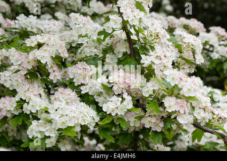 Flowers of the UK native hawthorn, Crataegus monogyna Stock Photo