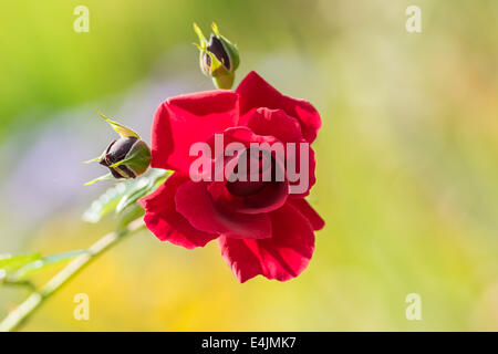 Beautiful Red Rose Close Up Stock Photo