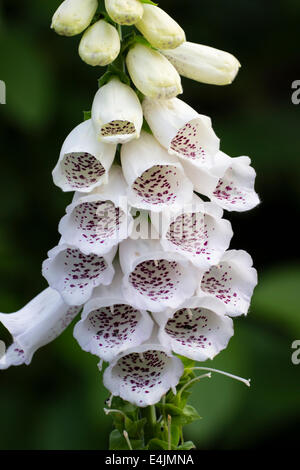 Close up of flowers of the white foxglove, Digitalis purpurea alba Stock Photo