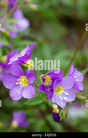 Flowers of the perennial Polemonium 'Lambrook Mauve' Stock Photo