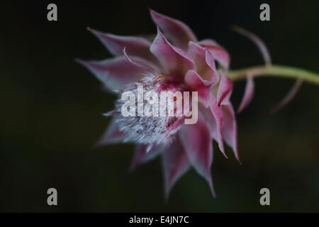 Close up of flower of serruria florida (blushing bride) Stock Photo