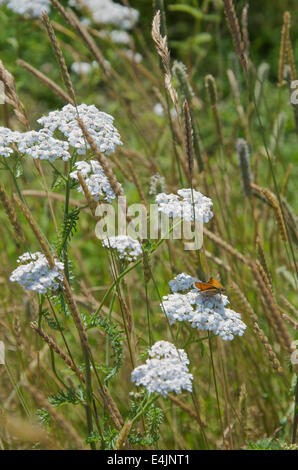 Thymelicus sylvestris, a Small Skipper butterfly on Yarrow Stock Photo