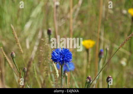 Blue cornflower or Centaurea cyanus in a meadow Stock Photo