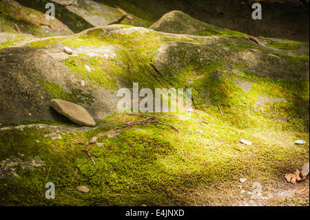 Dappled sunlight falls on moss covered rocks in the Chattahoochie National Forest of the Blue Ridge Mountains in Northeast Georgia. (USA) Stock Photo