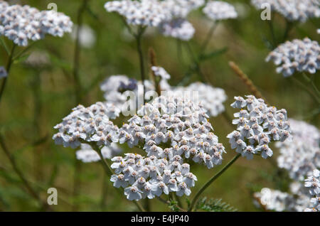 Achillea millefolium or common yarrow, white variety. Stock Photo