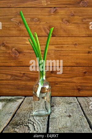 Fresh green spring onions in vintage bottle Stock Photo