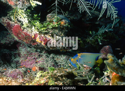 Queen Angelfish Holacanthus ciliaris, Pomacanthidae, Cuba, Carribean Sea, Central America Stock Photo