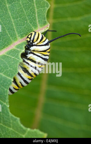 A late instar Monarch butterfly caterpillar (Danaus plexippus) feeding on milkweed Stock Photo