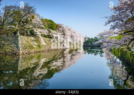 Castle outer moat during the spring season in Hikone, Japan. Stock Photo