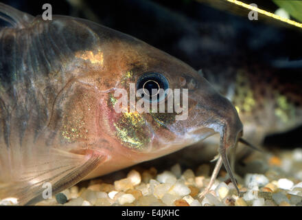 BRONZE CORY OR BRONZE CATFISH corydoras aeneus Stock Photo - Alamy