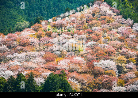 Yoshino, Japan cherry blossoms on the hillside. Stock Photo