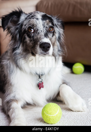 The Australian Shepherd dog looks up with a guilty look Stock Photo
