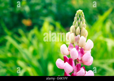 Pink Lupin in full bloom in spring time in England. Stock Photo