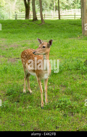 Fallow deer when watching on green meadow grassland in forest in summer Stock Photo