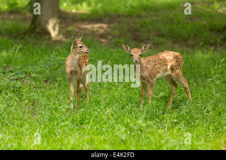 Two young toddler fawn fallow deer kids playing on green meadow grassland in forest in summer