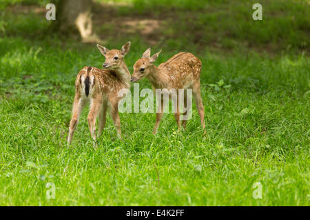 Two young toddler fawn fallow deer kids playing on green meadow grassland in forest in summer