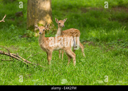 Two young toddler fawn fallow deer kids playing on green meadow grassland in forest in summer