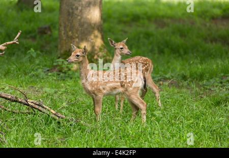 Two young toddler fawn fallow deer kids playing on green meadow grassland in forest in summer